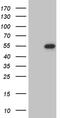 U7 snRNA-associated Sm-like protein LSm11 antibody, MA5-27243, Invitrogen Antibodies, Western Blot image 