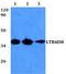 Prostaglandin Reductase 1 antibody, A08587, Boster Biological Technology, Western Blot image 