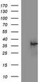 CD326 / EpCAM antibody, TA506637S, Origene, Western Blot image 