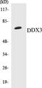 DEAD-Box Helicase 3 X-Linked antibody, EKC1168, Boster Biological Technology, Western Blot image 