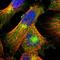 Lipopolysaccharide-responsive and beige-like anchor protein antibody, HPA019366, Atlas Antibodies, Immunofluorescence image 