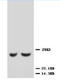 Metalloproteinase inhibitor 2 antibody, AP23358PU-N, Origene, Western Blot image 