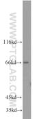 Long-chain-fatty-acid--CoA ligase 5 antibody, 15708-1-AP, Proteintech Group, Western Blot image 