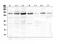 Collagen Type III Alpha 1 Chain antibody, A00788-3, Boster Biological Technology, Western Blot image 