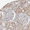 Rab11 family-interacting protein 3 antibody, HPA028631, Atlas Antibodies, Immunohistochemistry paraffin image 