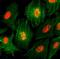 Histone H3 antibody, NBP2-61547, Novus Biologicals, Immunofluorescence image 
