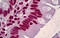 Heterogeneous nuclear ribonucleoprotein D0 antibody, MBS247514, MyBioSource, Immunohistochemistry frozen image 