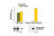 Neurotrophic Receptor Tyrosine Kinase 2 antibody, 7108S, Cell Signaling Technology, Enzyme Linked Immunosorbent Assay image 