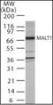 MALT1 Paracaspase antibody, orb87937, Biorbyt, Western Blot image 
