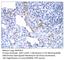 Napsin A Aspartic Peptidase antibody, NAP-112AP, FabGennix, Immunohistochemistry frozen image 