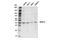 NPR2 Like, GATOR1 Complex Subunit antibody, 37344S, Cell Signaling Technology, Western Blot image 