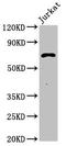 Proprotein Convertase Subtilisin/Kexin Type 1 antibody, orb400896, Biorbyt, Western Blot image 