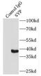 Synaptophysin antibody, FNab08421, FineTest, Immunoprecipitation image 