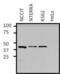 GATA Binding Protein 1 antibody, PA1-099X, Invitrogen Antibodies, Western Blot image 