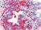 Complement Factor H antibody, MA1-70057, Invitrogen Antibodies, Immunohistochemistry frozen image 