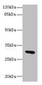 Uroplakin III antibody, LS-C682146, Lifespan Biosciences, Western Blot image 