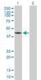 Family With Sequence Similarity 122A antibody, H00116224-B01P, Novus Biologicals, Western Blot image 