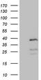 Phosphatidylserine Decarboxylase antibody, TA807336S, Origene, Western Blot image 