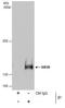 Paired amphipathic helix protein Sin3b antibody, PA5-30680, Invitrogen Antibodies, Immunoprecipitation image 