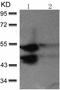 Mitogen-Activated Protein Kinase 8 antibody, TA324297, Origene, Western Blot image 