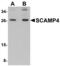 Secretory Carrier Membrane Protein 4 antibody, MBS151133, MyBioSource, Western Blot image 