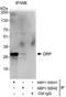 DRP1 antibody, NBP1-50042, Novus Biologicals, Immunoprecipitation image 