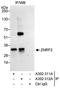 Zinc And Ring Finger 2 antibody, A302-311A, Bethyl Labs, Immunoprecipitation image 
