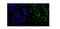 Mediator Of DNA Damage Checkpoint 1 antibody, A01252-2, Boster Biological Technology, Immunofluorescence image 