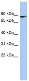 Zinc Finger Protein 189 antibody, TA334000, Origene, Western Blot image 