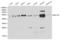 Eukaryotic Translation Elongation Factor 1 Alpha 1 antibody, TA326873, Origene, Western Blot image 