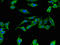 XIAP Associated Factor 1 antibody, orb51750, Biorbyt, Immunocytochemistry image 