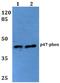 Neutrophil Cytosolic Factor 1 antibody, A01586-2, Boster Biological Technology, Western Blot image 