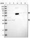 Protein THEMIS2 antibody, PA5-56636, Invitrogen Antibodies, Western Blot image 