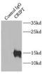 CXXC Repeat Containing Interactor Of PDZ3 Domain antibody, FNab01978, FineTest, Immunoprecipitation image 