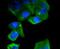 CEBPB antibody, A01100-1, Boster Biological Technology, Immunocytochemistry image 