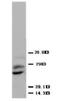 Placenta growth factor antibody, AP23368PU-N, Origene, Western Blot image 