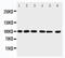 Gbp antibody, LS-C313346, Lifespan Biosciences, Western Blot image 
