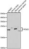 DNA Polymerase Epsilon 3, Accessory Subunit antibody, A6469, ABclonal Technology, Western Blot image 