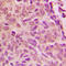 SMAD Family Member 1 antibody, LS-C352484, Lifespan Biosciences, Immunohistochemistry frozen image 