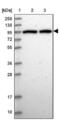 DEAD-Box Helicase 27 antibody, NBP1-91825, Novus Biologicals, Western Blot image 