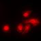 Serine/Threonine Kinase 11 antibody, orb224016, Biorbyt, Immunofluorescence image 