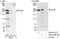 Discs Large MAGUK Scaffold Protein 5 antibody, A302-302A, Bethyl Labs, Immunoprecipitation image 