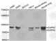 Calpain 2 antibody, A1861, ABclonal Technology, Western Blot image 