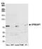 EPM2A-interacting protein 1 antibody, A305-680A-M, Bethyl Labs, Western Blot image 