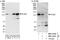 Extended Synaptotagmin 1 antibody, NBP1-78751, Novus Biologicals, Western Blot image 