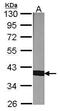 Peptidylprolyl Isomerase D antibody, PA5-27988, Invitrogen Antibodies, Western Blot image 