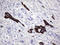Ubiquitin thioesterase ZRANB1 antibody, LS-C792370, Lifespan Biosciences, Immunohistochemistry paraffin image 