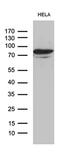 Male-specific lethal 2 homolog antibody, MA5-27413, Invitrogen Antibodies, Western Blot image 