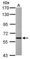 GH3 Domain Containing antibody, NBP2-16654, Novus Biologicals, Western Blot image 