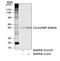 Nucleoprotein antibody, 11-021, ProSci, Western Blot image 